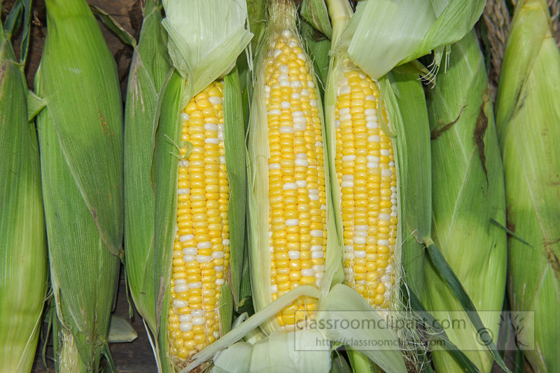 photo-freshly-picked-corn-from-farm-248.jpg