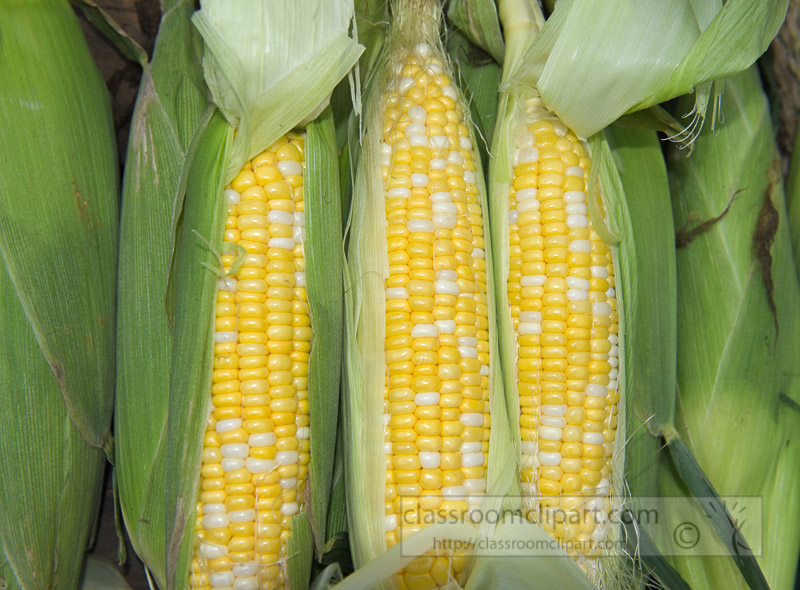 photo-freshly-picked-corn-from-farm-250.jpg