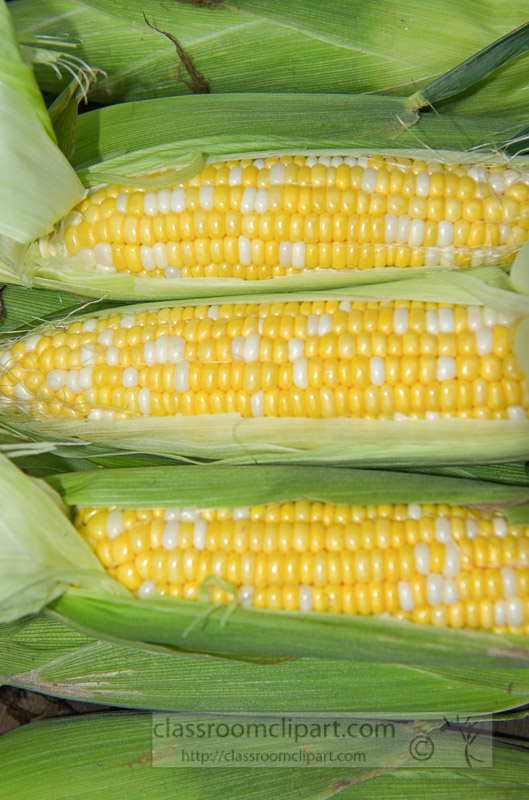 photo-freshly-picked-corn-from-farm-251.jpg