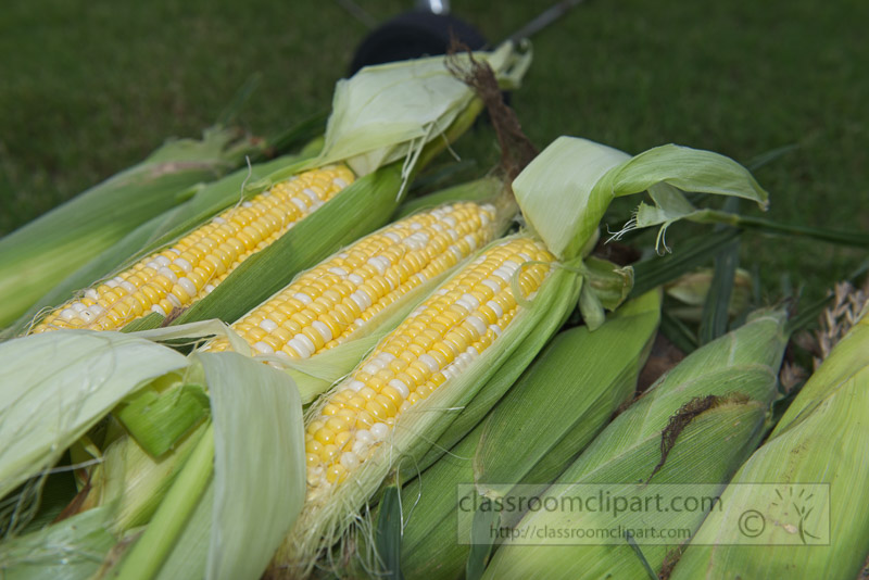 photo-freshly-picked-corn-from-farm-256.jpg