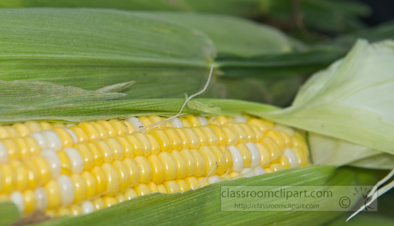 photo-freshly-picked-corn-from-farm-260.jpg