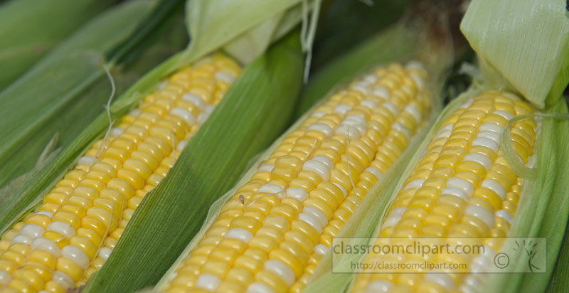 photo-freshly-picked-corn-from-farm-261.jpg