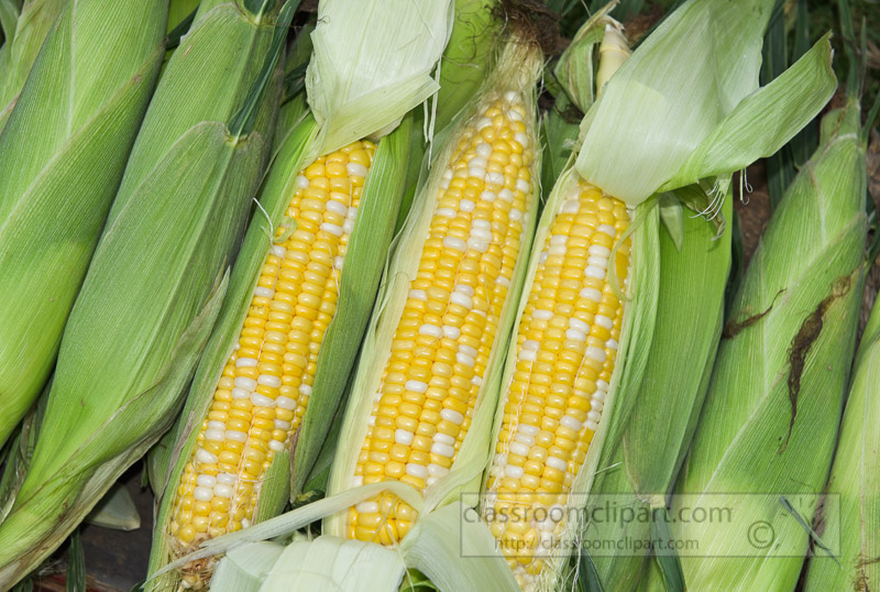 photo-freshly-picked-corn-from-farm-263.jpg