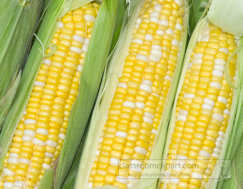 photo-freshly-picked-corn-from-farm-2631a.jpg