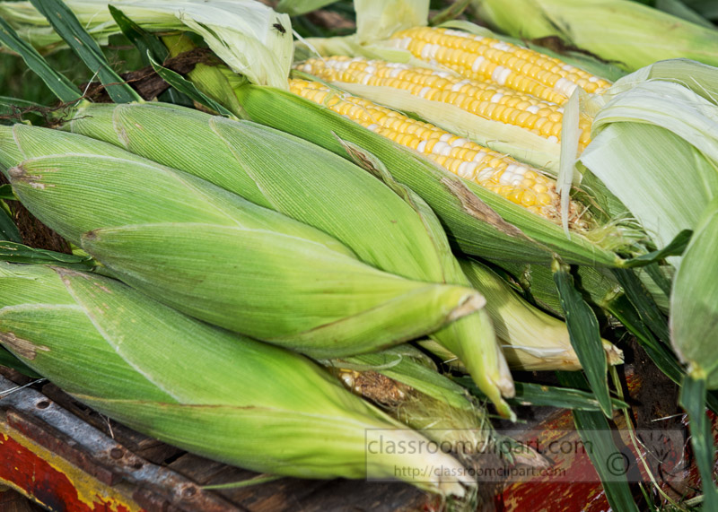 photo-freshly-picked-corn-from-farm-267.jpg