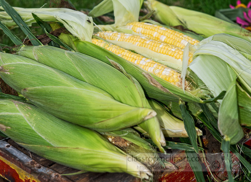 photo-freshly-picked-corn-from-farm-2671.jpg