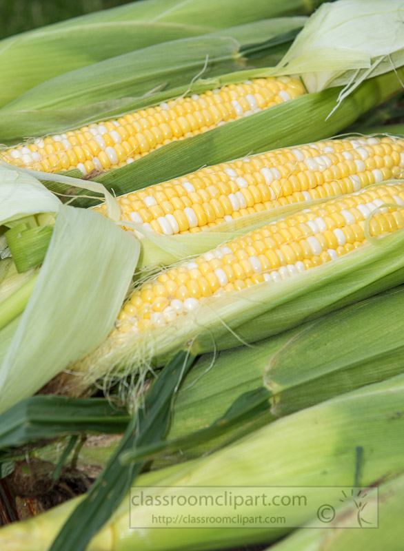 photo-freshly-picked-corn-from-farm-274.jpg
