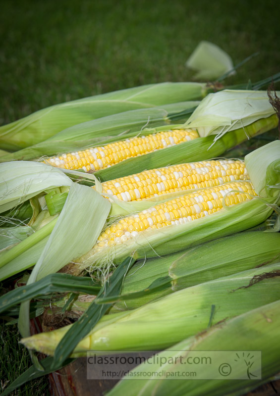 photo-freshly-picked-corn-from-farm-275.jpg