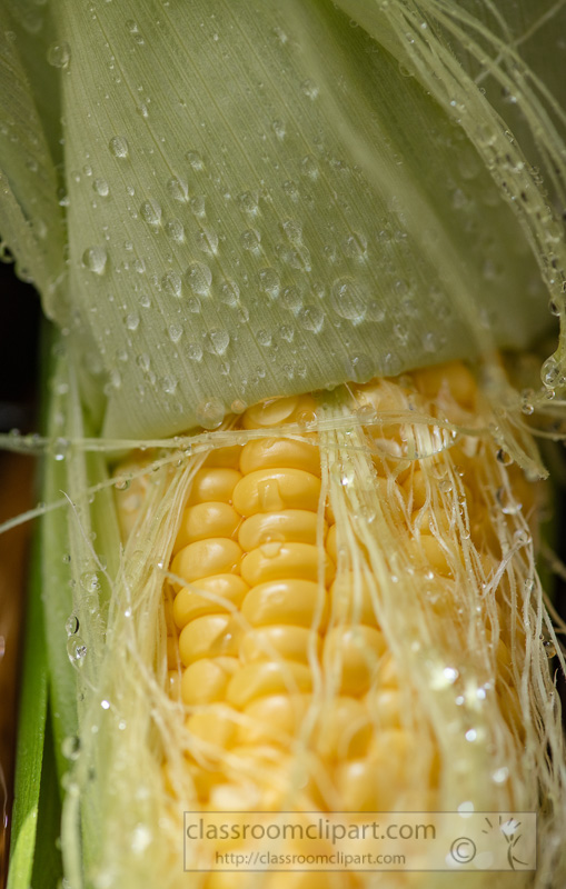 preparing-fresh-yellow-corn-to-cook-photo-8509952.jpg