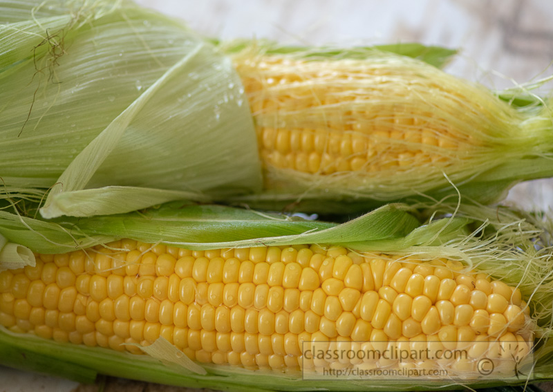 preparing-fresh-yellow-corn-to-cook-photo-8509968.jpg