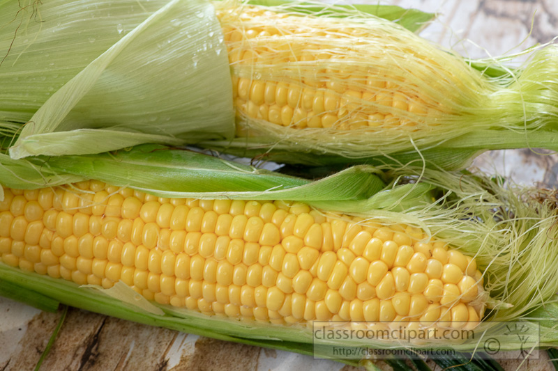 preparing-fresh-yellow-corn-to-cook-photo-8509971.jpg