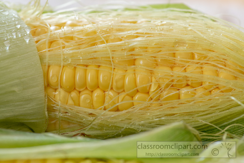preparing-fresh-yellow-corn-to-cook-photo-8509974.jpg