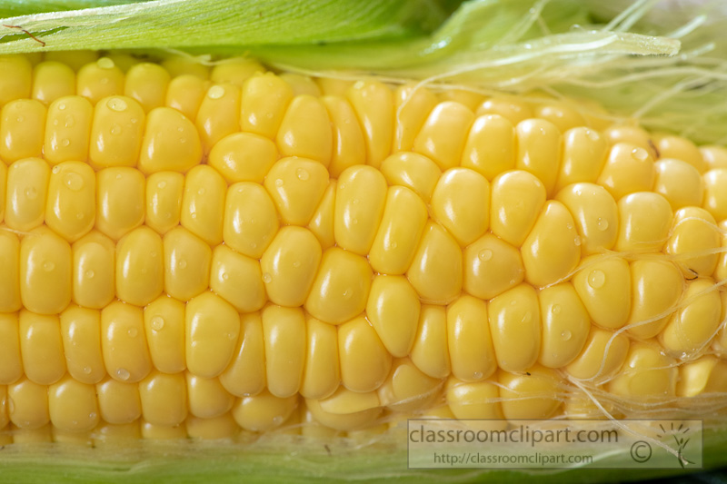 preparing-fresh-yellow-corn-to-cook-photo-8509975.jpg
