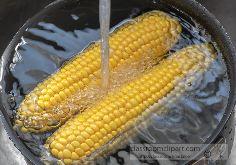 washing-fresh-yellow-corn-under-running-water-photo--8509983.jpg
