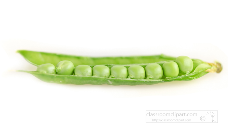 Single-opened-pea-pod-with-individual--fresh-peas-white-background-photo-image-5964b.jpg