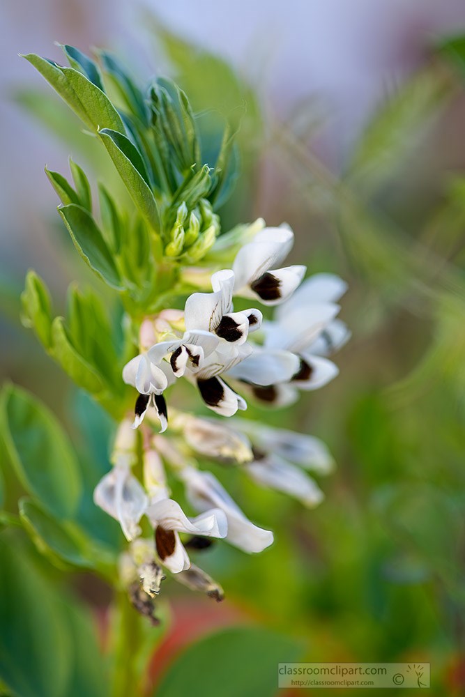 closeup-of-fava-bean-plant-with-black-white-flowers-2108.jpg