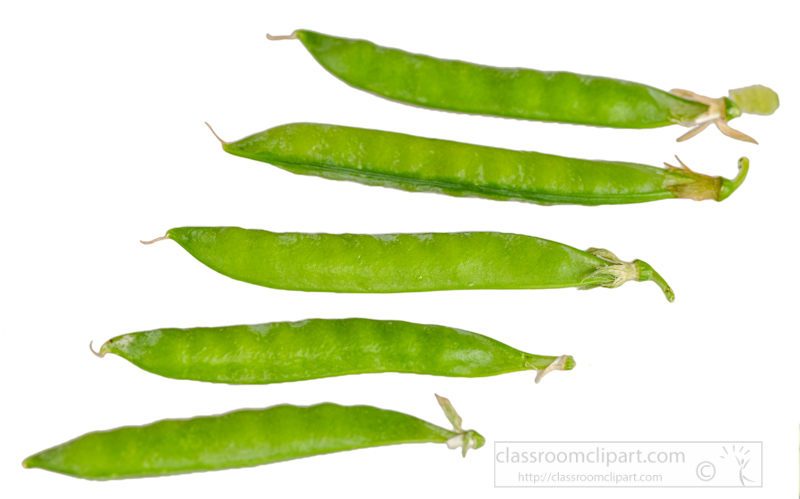 five-freshly-picked-pea-pods-on-white-background-photo-image-6018.jpg