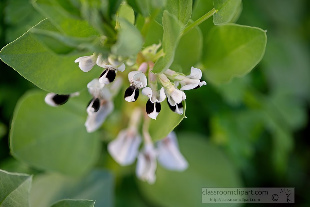 flowering-fava-beans-2103.jpg