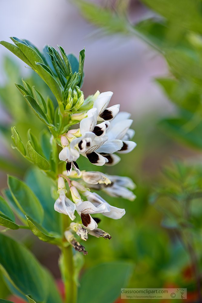 flowering-fava-beans-2109.jpg