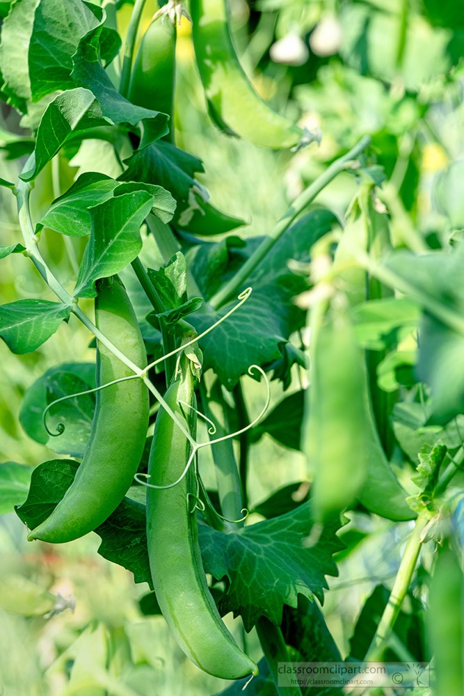 fresh-peas-growing-in-garden-with-ripe-pods.jpg