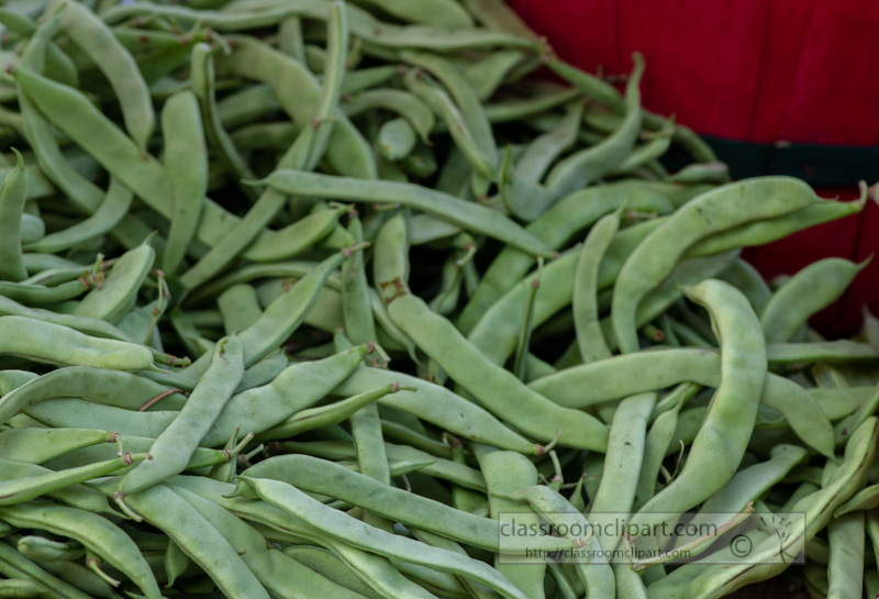fresh-romano-flat-green-pole-beans.jpg