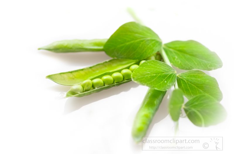 freshly-picked-peas-with-leaves-and-tendrils-on-white-background-photo-5976.jpg