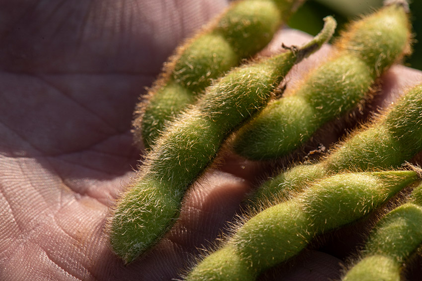 hand-holding-freshly-picked-soybeans.jpg