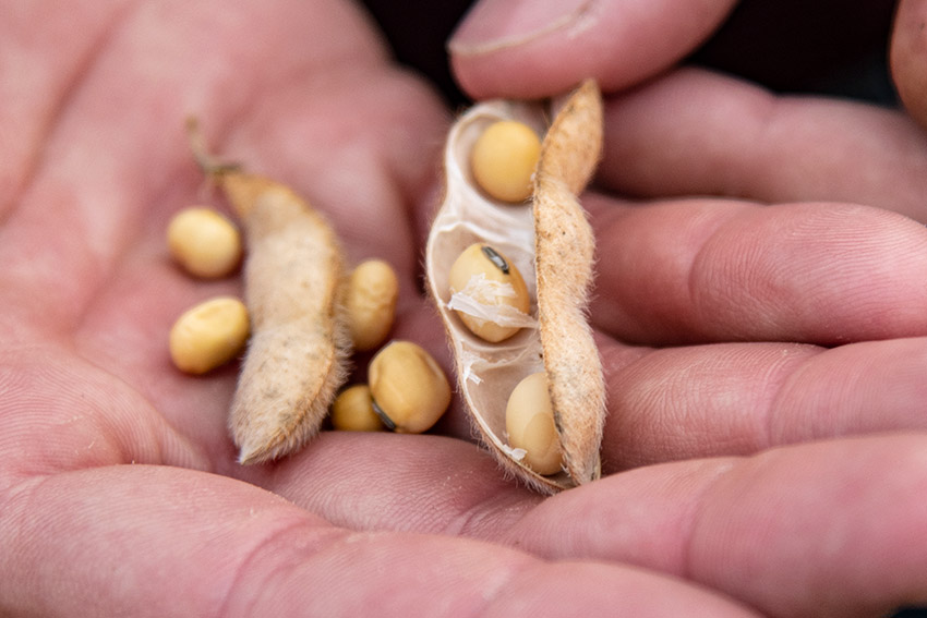 hand-olding-open-bean-crop.jpg