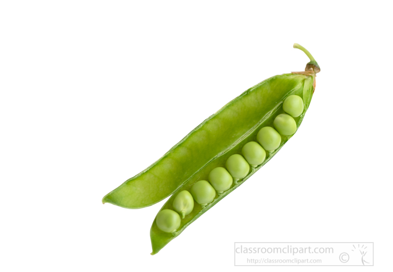 peas-contained-in-an-freshly-picked-opened-pod-photo-image-5963A.jpg