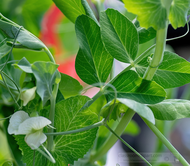 photo-closeup-of-garden-pea-leaves-and-tendrils-image-5696.jpg