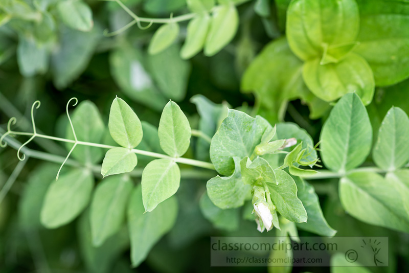 photo-growing-pea-plant-showing-leaves-tendrils-flower-image-4296-3.jpg