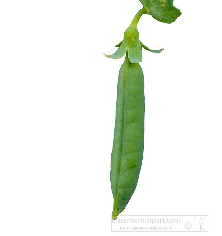 photo-single-green-ripened-pea-on-plant-stem-white-background.jpg