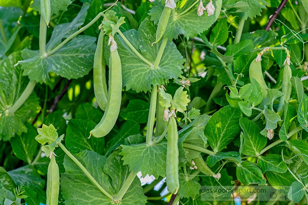shot-of-ripe-pea-pods-hanging-in-garden.jpg