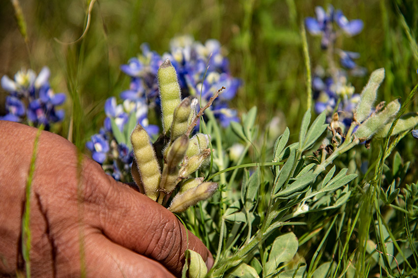texas-bluebonnet-lupinus-texensis-flowers-and-seed-pods.jpg
