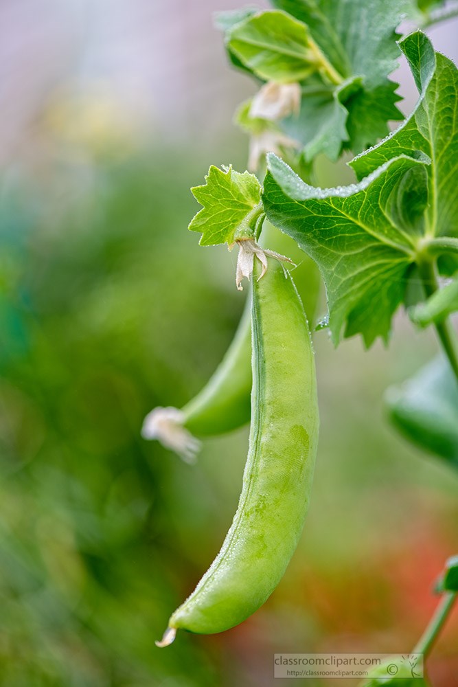 two-ripe-sugar-snap-peas-hanging-from-plant.jpg
