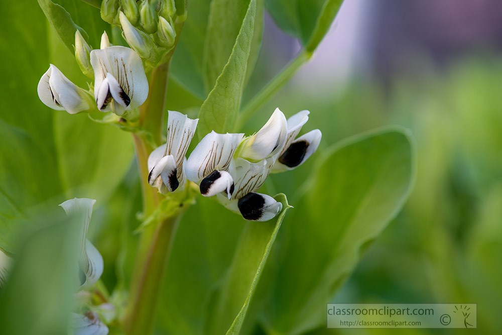 white-black-flowering-fava-beans-2095.jpg