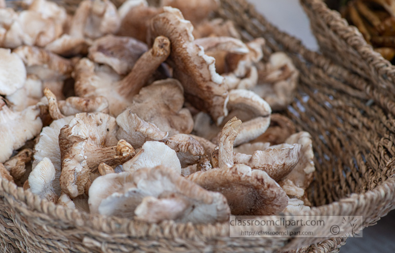 basket-of-whole-fresh-mushrooms-0254.jpg