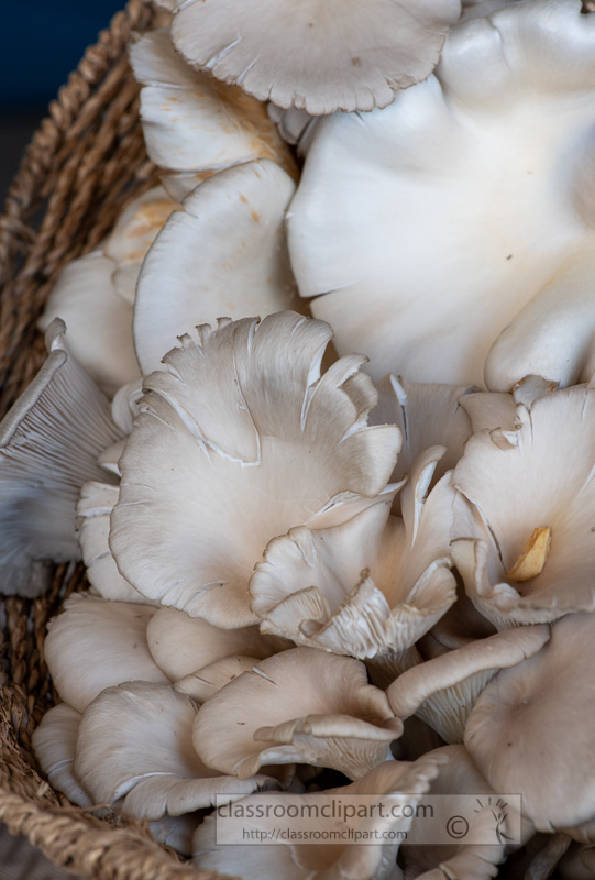 baskets-of-fresh-mushrooms-at-a-farmers-market-8500237.jpg