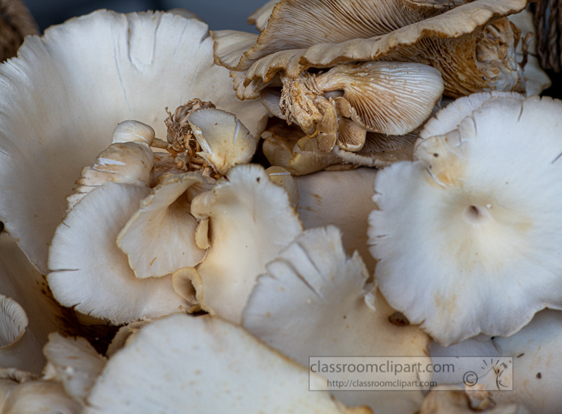 baskets-of-fresh-mushrooms-at-a-farmers-market-8500239.jpg