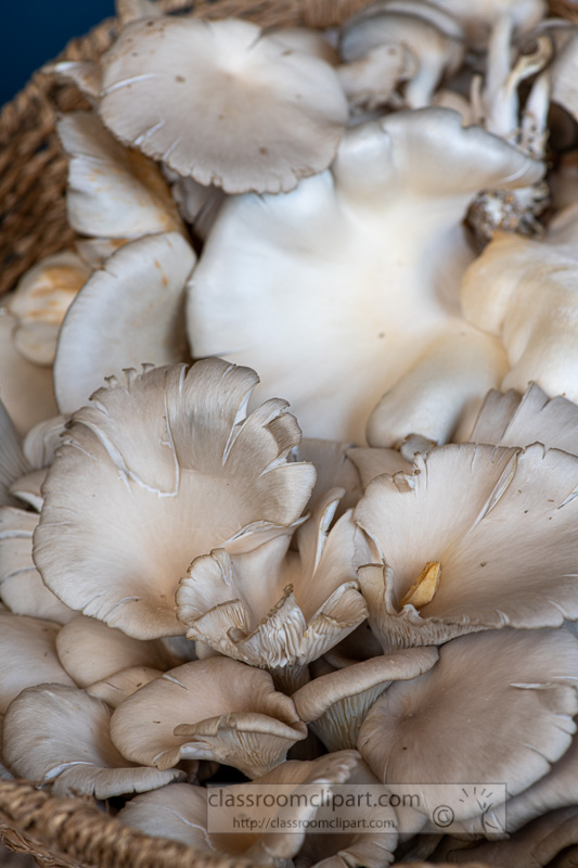 baskets-of-fresh-mushrooms-at-a-farmers-market-8500240.jpg