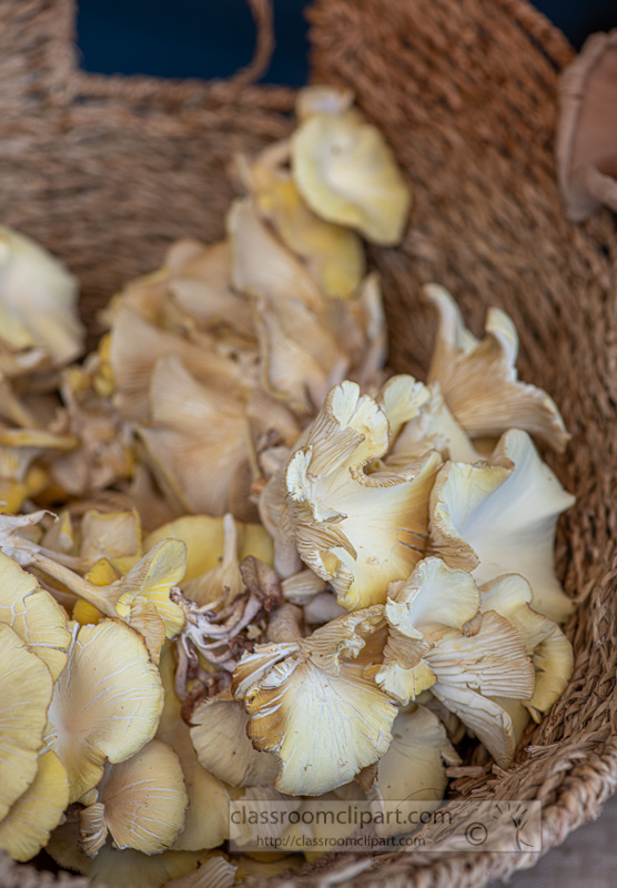 baskets-of-fresh-mushrooms-at-a-farmers-market-8500245.jpg