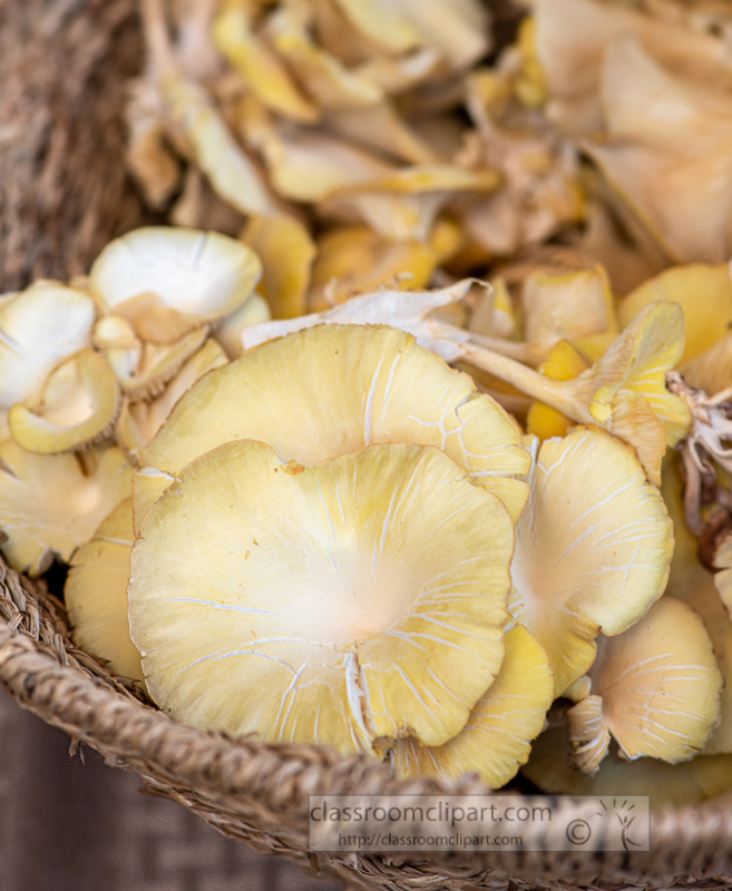 closeup-basket-of-fresh-mushrooms-at-a-farmers-market-8500246.jpg