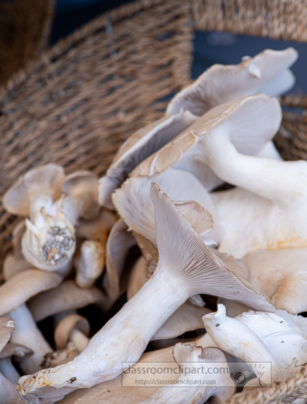 closeup-basket-of-fresh-mushrooms-at-a-farmers-market-8500247.jpg