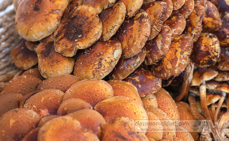 closeup-of-fresh-mushrooms-at-farmers-market-500249.jpg
