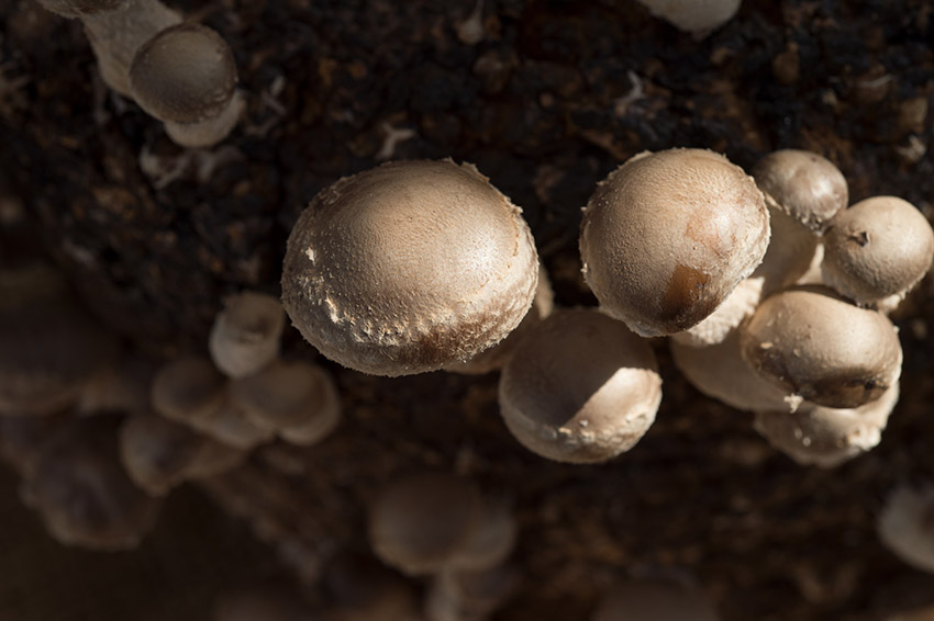 shiitake-mushroom-growing-on-a-substrate-log-2.jpg