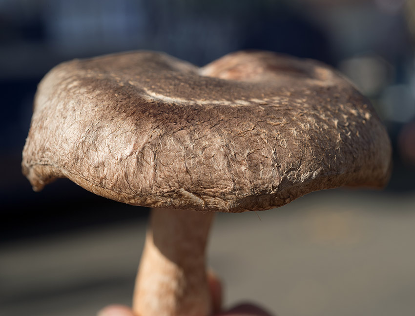 single-closeup-shiitake-mushroom.jpg