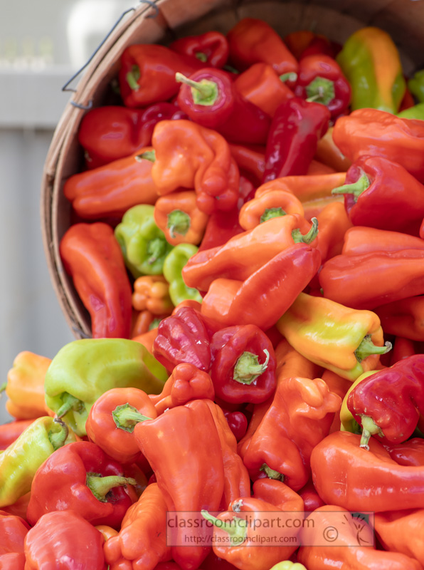 Small-bell-peppers-in-red-and-orange-0145.jpg