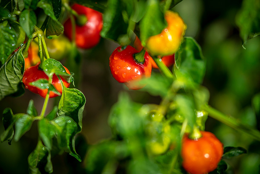 freshly-watered-peppers-at-organic-farm.jpg