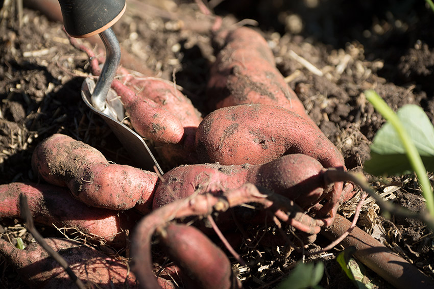 closeup-of-fresh-sweet-potatoes.jpg