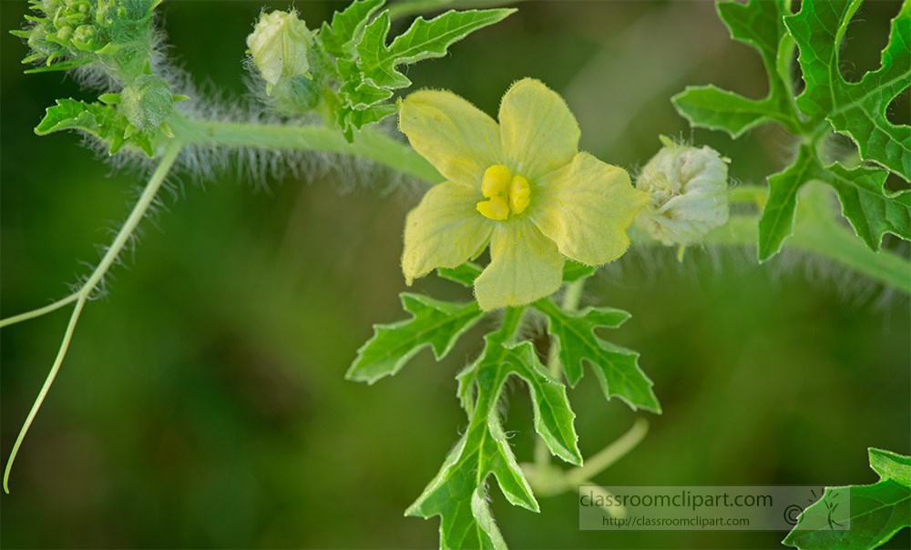 closeup-of-yellow-zuccini-flower.jpg